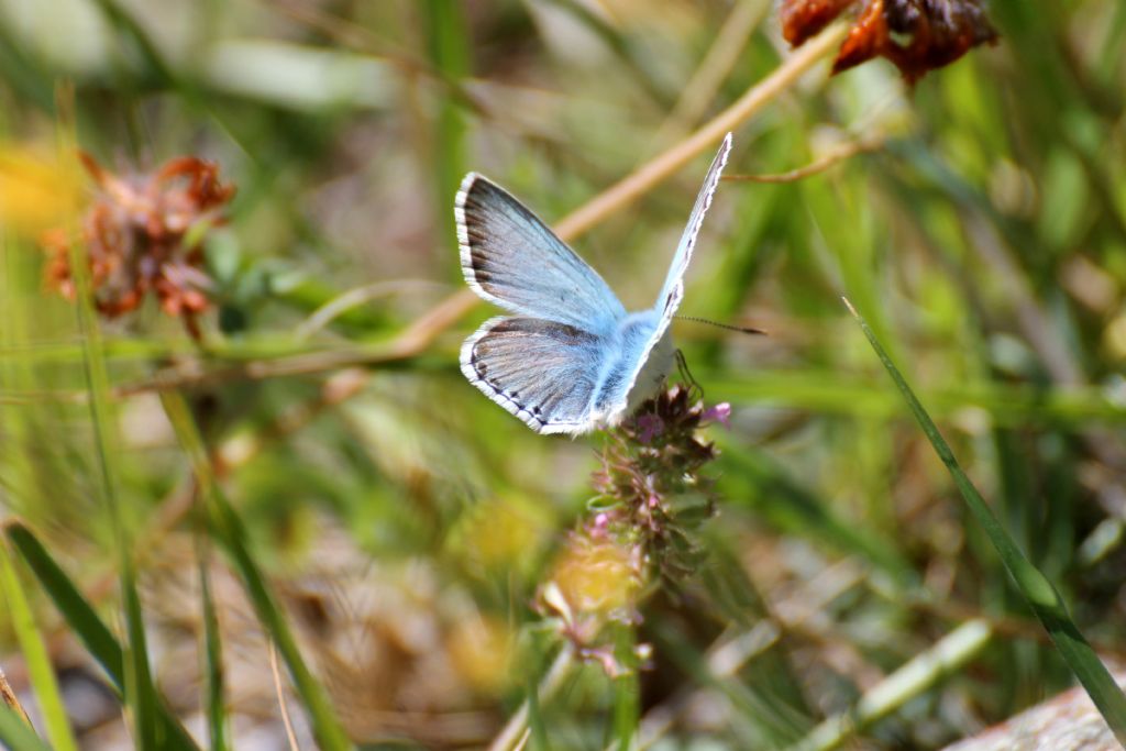 Polyommatus (Lysandra) coridon